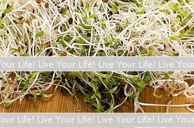 Cara Membersihkan Alfalfa Sprouts