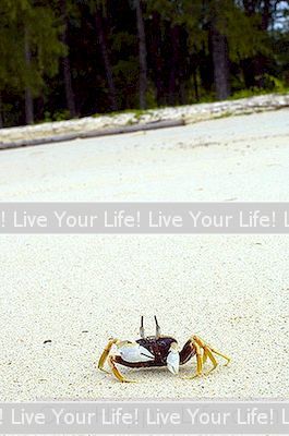 Slik Lagrer Du Florida Blue Land Crabs