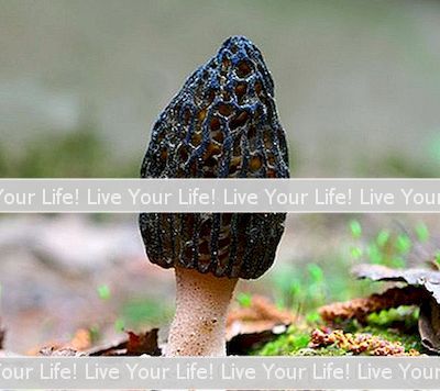 密西西比森林的狂放的蘑菇