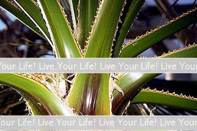 Làm Thế Nào Để Sử Dụng Aloe Vera Để Thúc Đẩy Tăng Trưởng Tóc