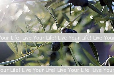 Olive Leaf Lợi Ích & Tác Dụng Phụ